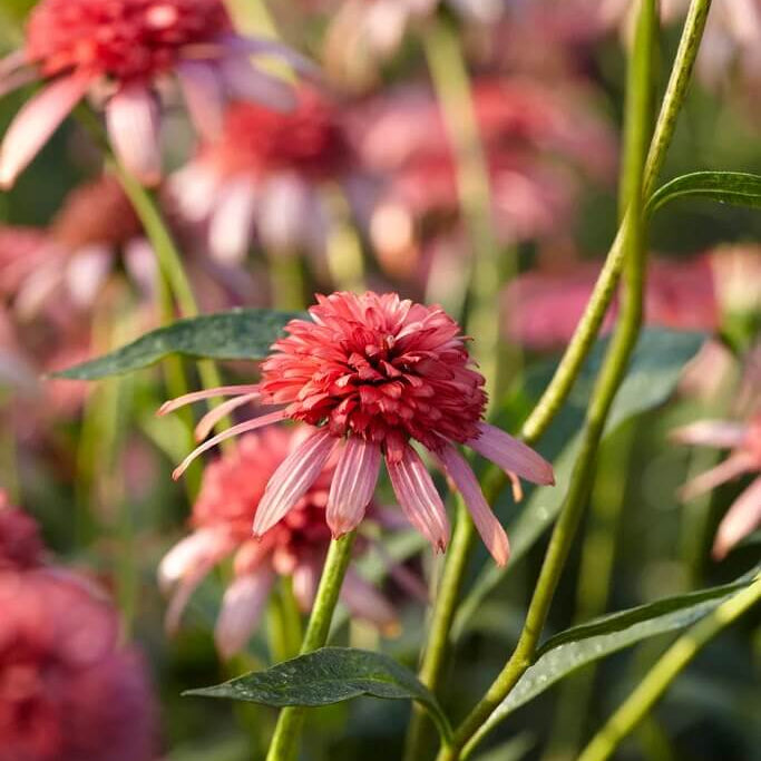 Secret Passion Echinacea Seeds - Heirloom Flower Garden Seeds for Growing