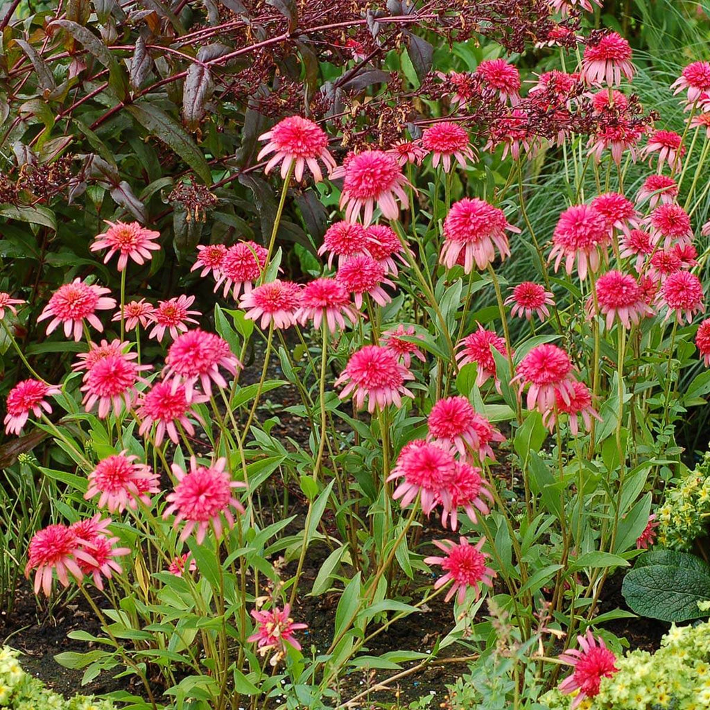 Secret Passion Echinacea Seeds - Heirloom Flower Garden Seeds for Growing