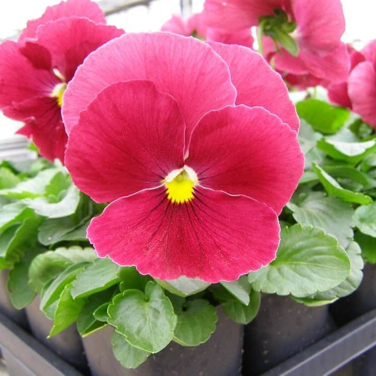 Semi Delta Pure Rose Pansy Seeds - Heirloom Flower Garden Seeds for Growing