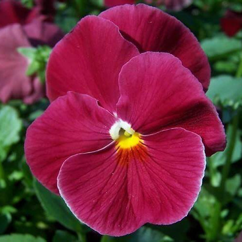 Semi Delta Pure Rose Pansy Seeds - Heirloom Flower Garden Seeds for Growing