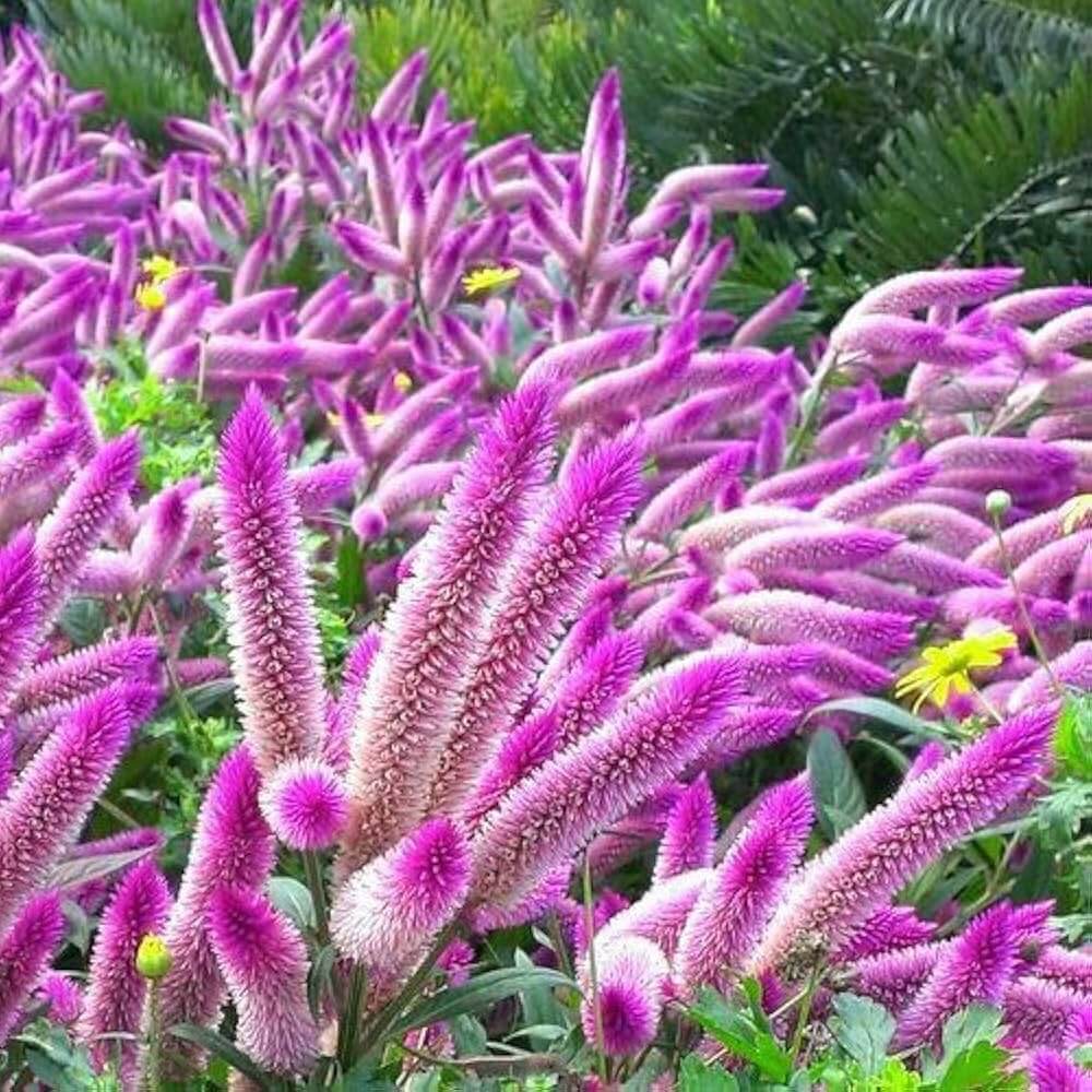 Shade Tolerant Celosia Spicata Seeds - Heirloom Flower Garden Seeds for Growing