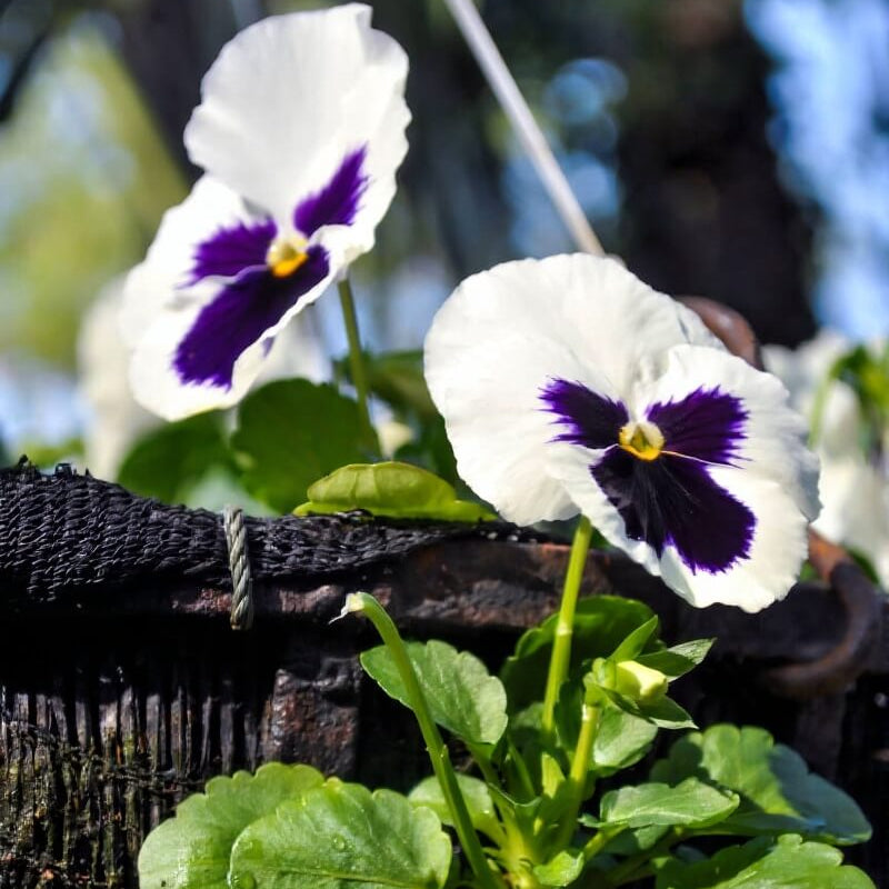 Shade Tolerant White Blue Pansy Seeds - Heirloom Flower Garden Seeds for Growing