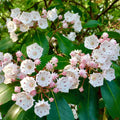 Shrub Mountain Laurel Seeds - Heirloom Flower Garden Seeds for Growing