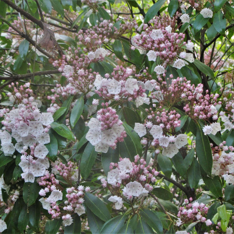 Shrub Mountain Laurel Seeds - Heirloom Flower Garden Seeds for Growing