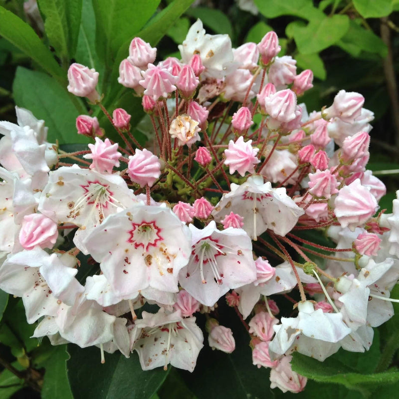 Shrub Mountain Laurel Seeds - Heirloom Flower Garden Seeds for Growing