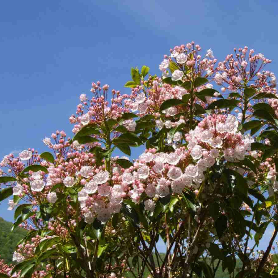 Shrub Mountain Laurel Seeds - Heirloom Flower Garden Seeds for Growing