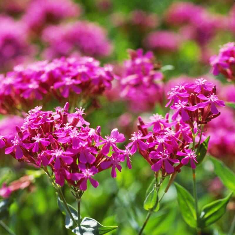 Silene armeria Sweet William Seeds - Heirloom Flower Garden Seeds for Growing
