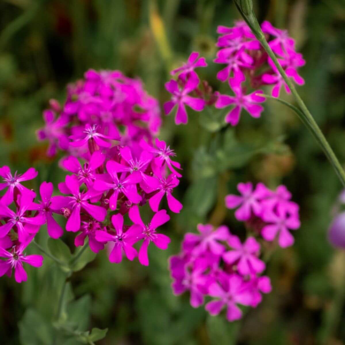 Silene armeria Sweet William Seeds - Heirloom Flower Garden Seeds for Growing