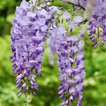 Sinensis Wisteria Seeds - Heirloom Flower Garden Seeds for Growing