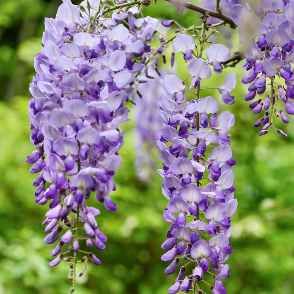 Sinensis Wisteria Seeds - Heirloom Flower Garden Seeds for Growing