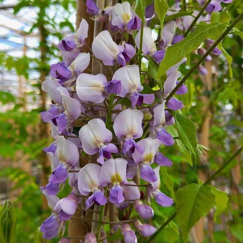 Sinensis Wisteria Seeds - Heirloom Flower Garden Seeds for Growing