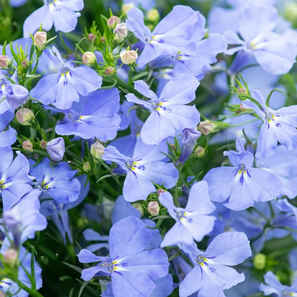 Sky Blue Lobelia Seeds  - Heirloom Flower Garden Seeds for Growing
