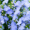 Sky Blue Lobelia Seeds  - Heirloom Flower Garden Seeds for Growing