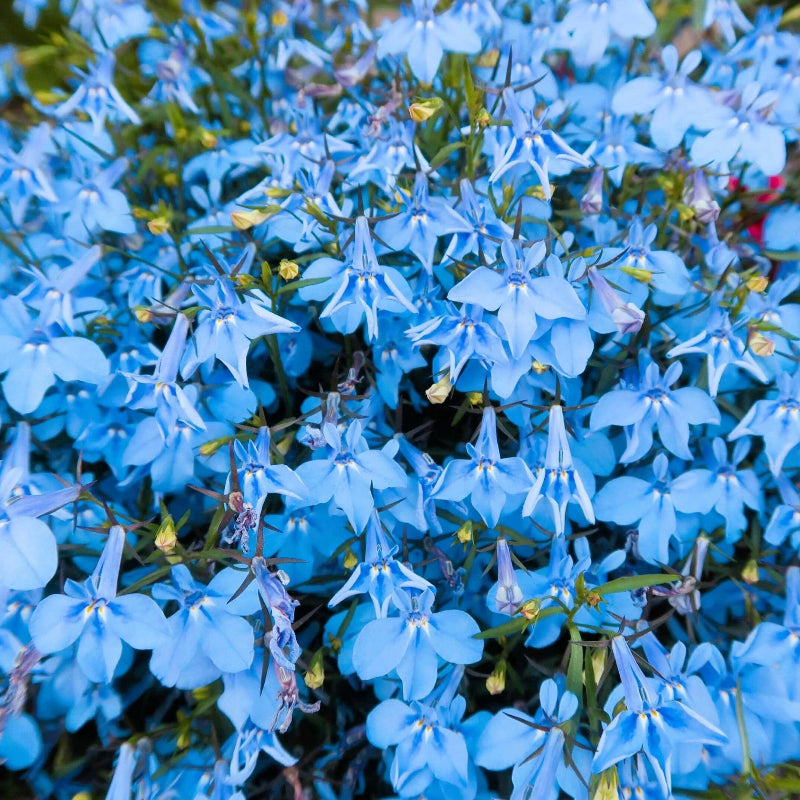 Sky Blue Lobelia Seeds  - Heirloom Flower Garden Seeds for Growing