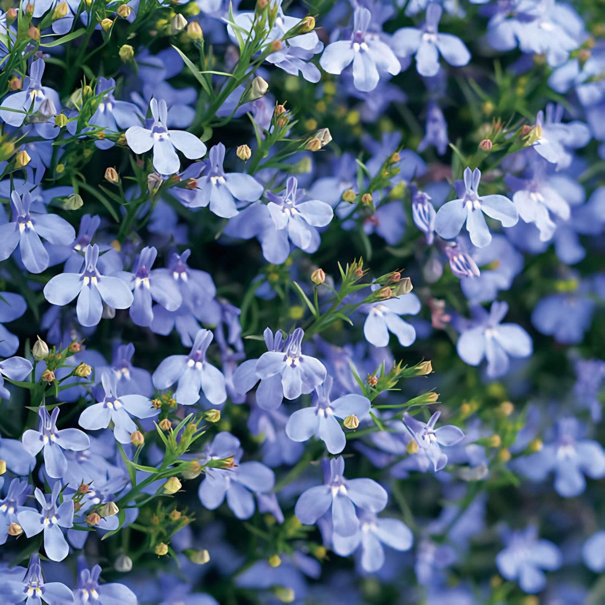 Sky Blue Lobelia Seeds  - Heirloom Flower Garden Seeds for Growing