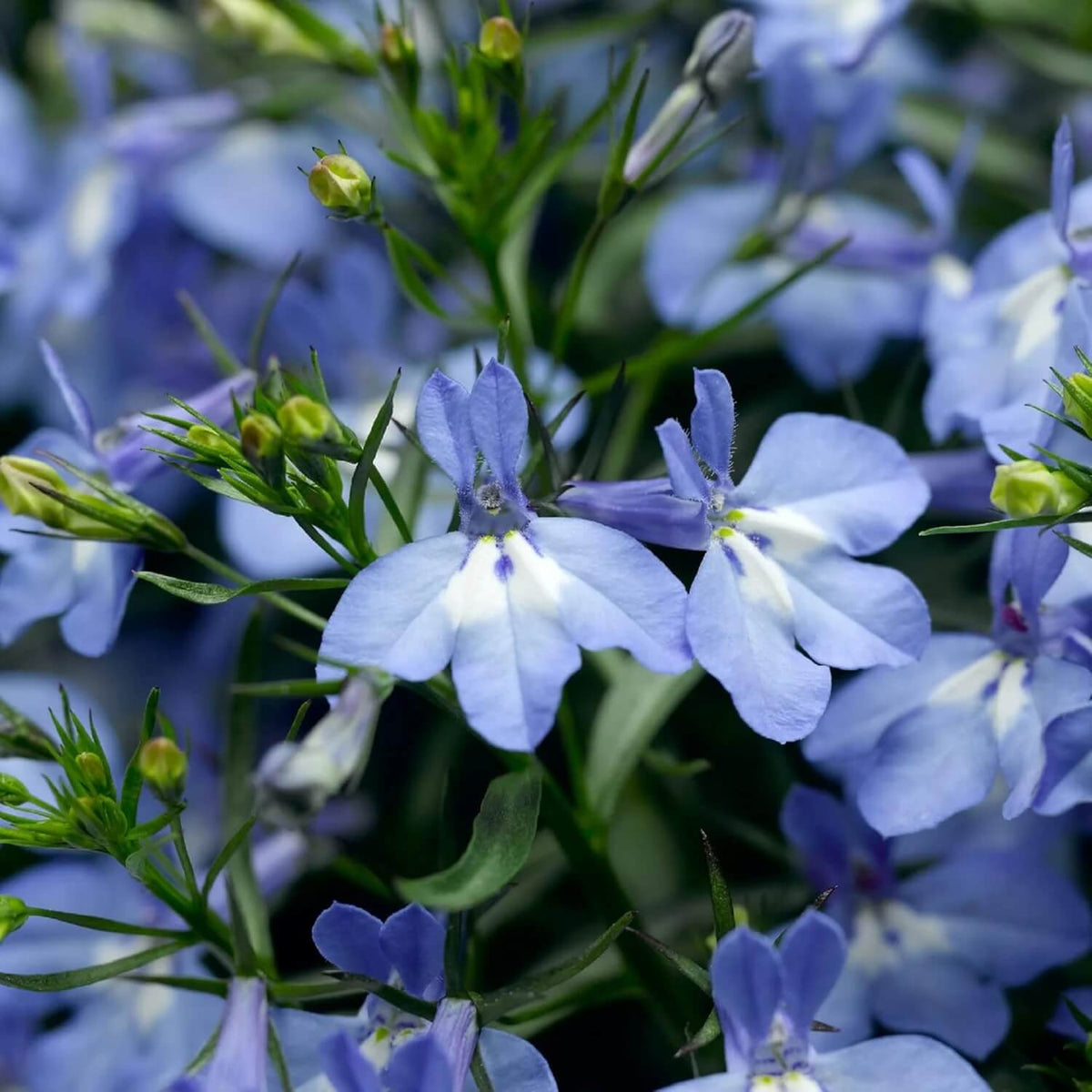 Sky Blue Lobelia Seeds  - Heirloom Flower Garden Seeds for Growing