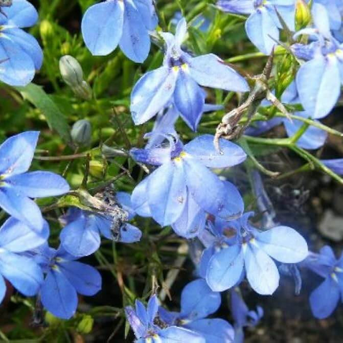 Sky Blue Lobelia Seeds  - Heirloom Flower Garden Seeds for Growing