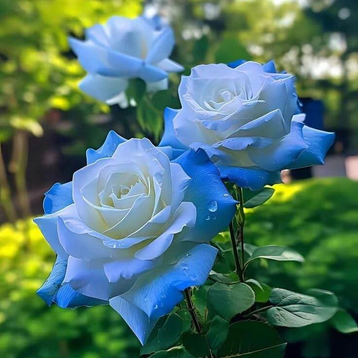 Sky Blue Rosa spp. Seeds - Heirloom Flower Garden Seeds for Growing