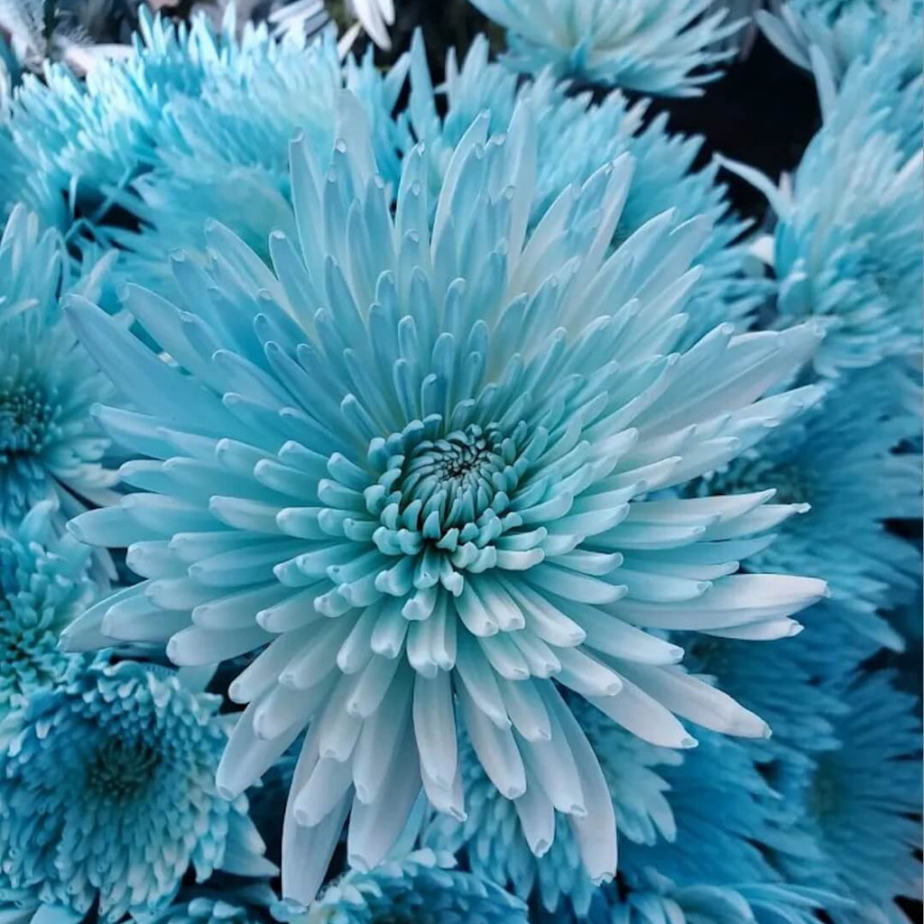 Sky Blue White Wildflower Chrysanthemum Seeds - Heirloom Flower Garden Seeds for Growing