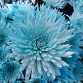 Sky Blue White Wildflower Chrysanthemum Seeds - Heirloom Flower Garden Seeds for Growing