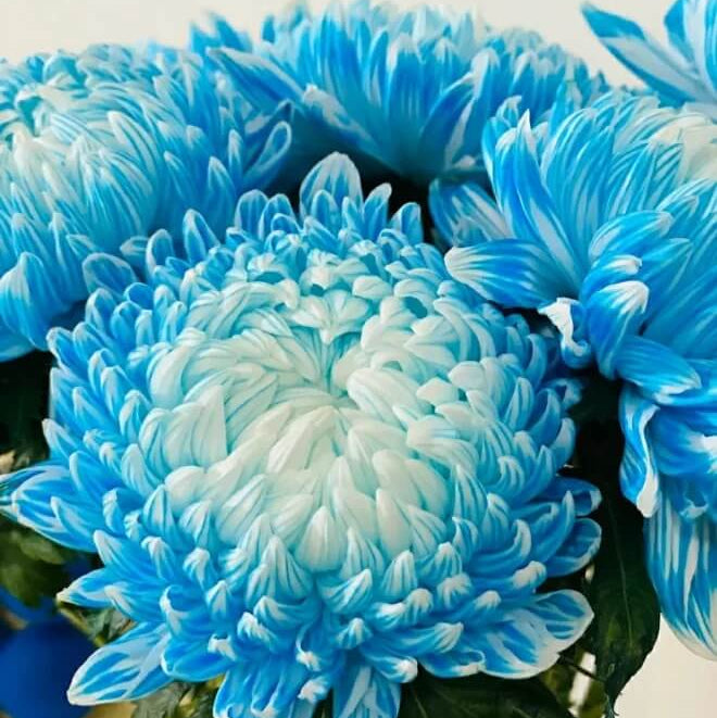 Sky Blue White Wildflower Chrysanthemum Seeds - Heirloom Flower Garden Seeds for Growing