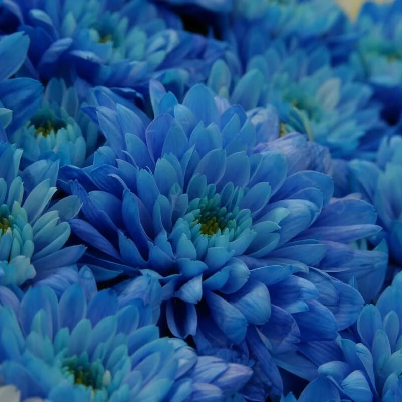 Sky Blue White Wildflower Chrysanthemum Seeds - Heirloom Flower Garden Seeds for Growing