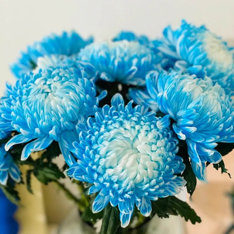 Sky Blue White Wildflower Chrysanthemum Seeds - Heirloom Flower Garden Seeds for Growing