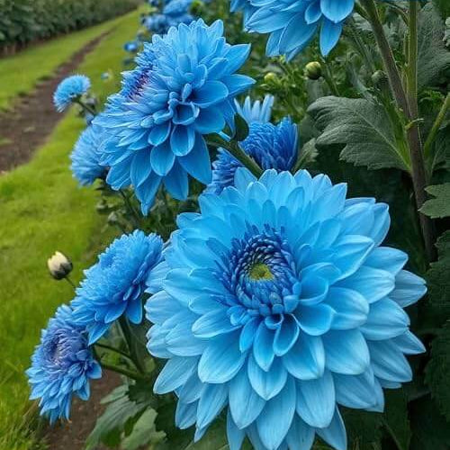 Sky Blue White Wildflower Chrysanthemum Seeds - Heirloom Flower Garden Seeds for Growing