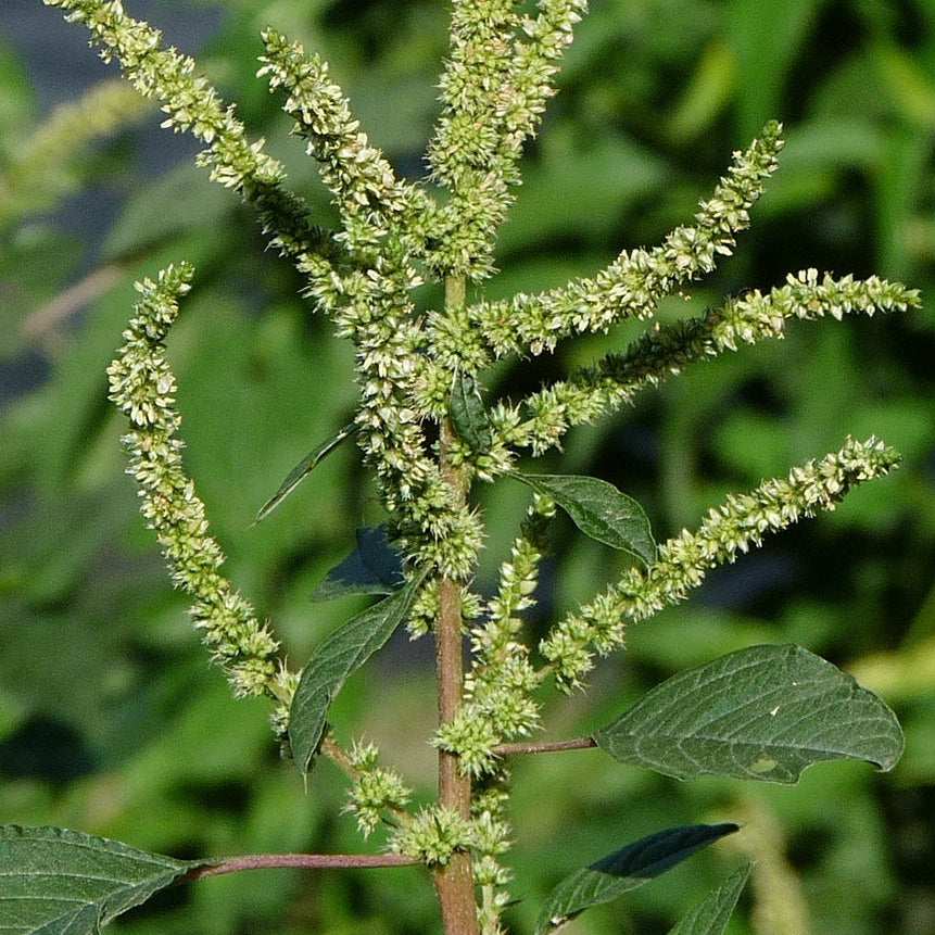 Smooth Amaranth Seeds - Heirloom Flower Garden Seeds for Growing