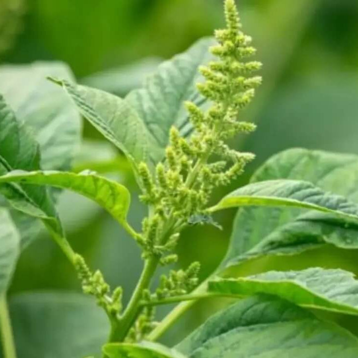 Smooth Amaranth Seeds - Heirloom Flower Garden Seeds for Growing