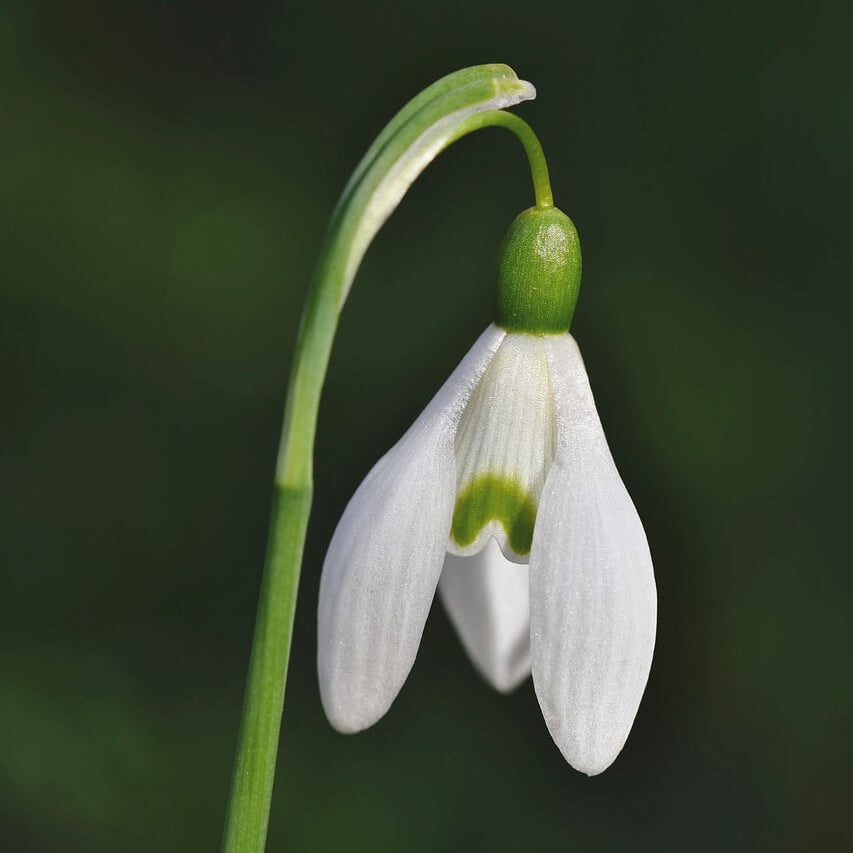 Snowdrop Galanthus Elwesii Seeds - Heirloom Flower Garden Seeds for Growing
