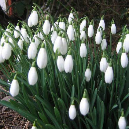 Galanthus Nivalis Snowdrop Seeds - Heirloom Flower Garden Seeds for Growing