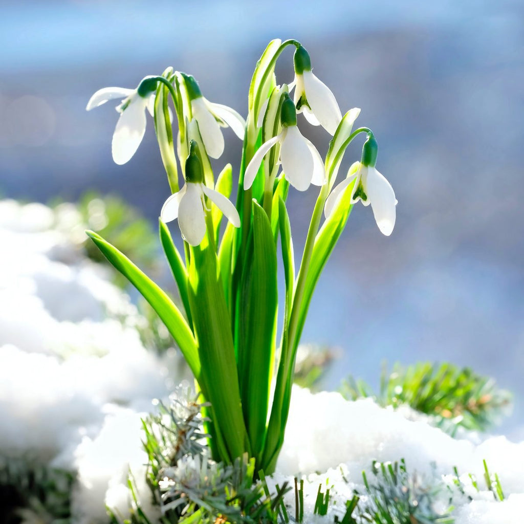 Snowdrop Seeds - Heirloom Flower Garden Seeds for Growing