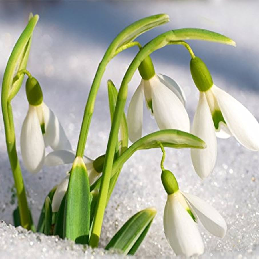 Snowdrop Seeds - Heirloom Flower Garden Seeds for Growing