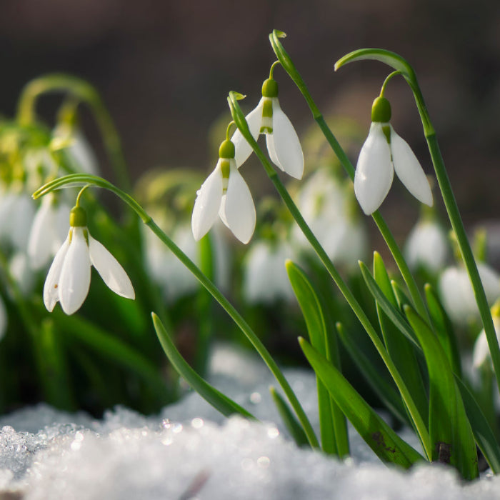 Snowdrop Seeds - Heirloom Flower Garden Seeds for Growing