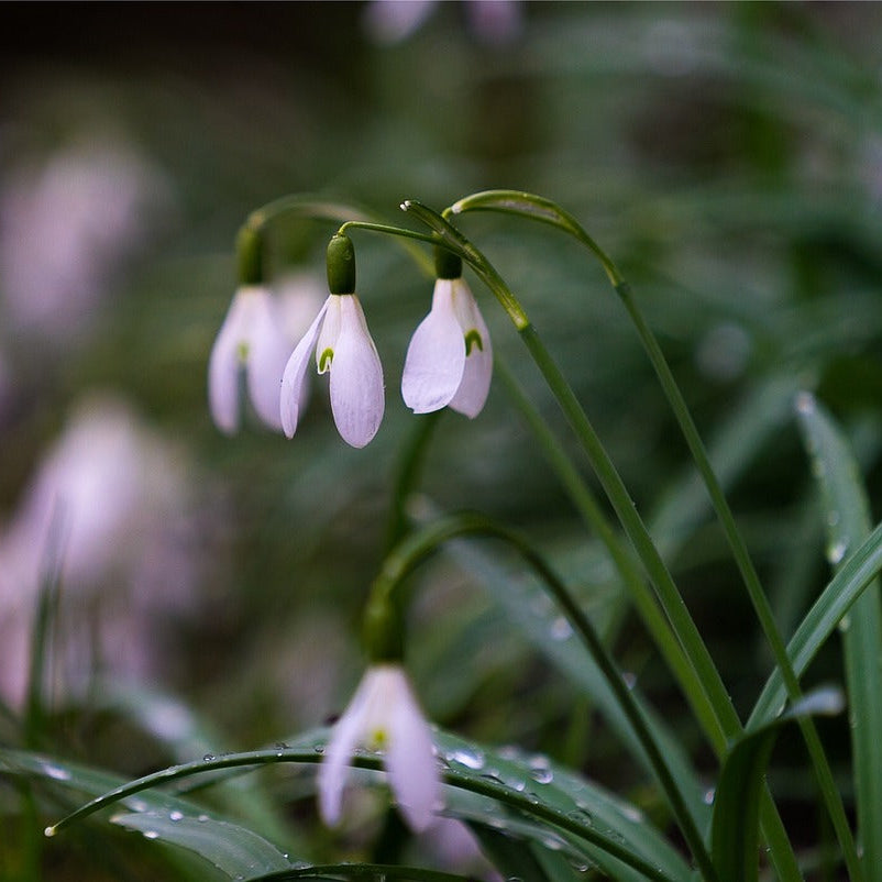 Snowdrop Seeds - Heirloom Flower Garden Seeds for Growing