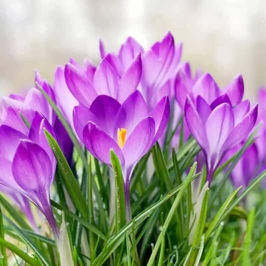 Snowdrop Seeds - Mixed Garden Seeds for Growing