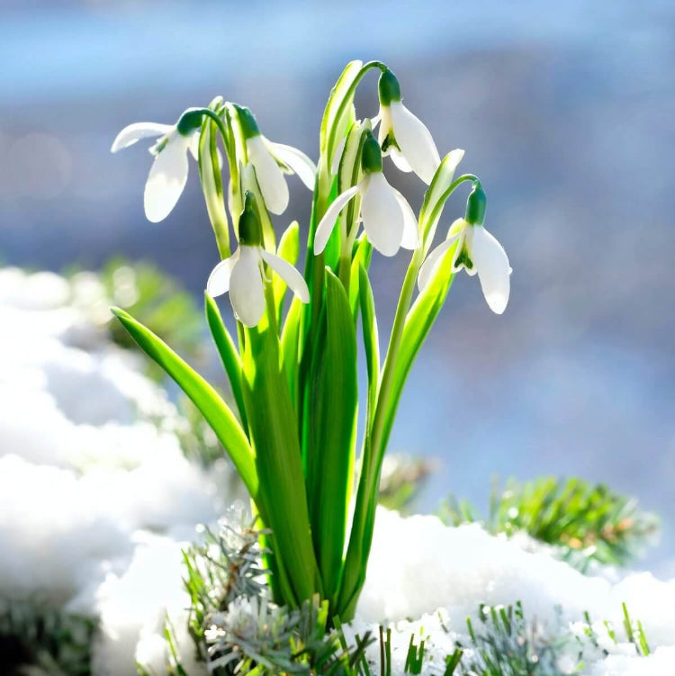 Snowdrop Seeds - Mixed Garden Seeds for Growing