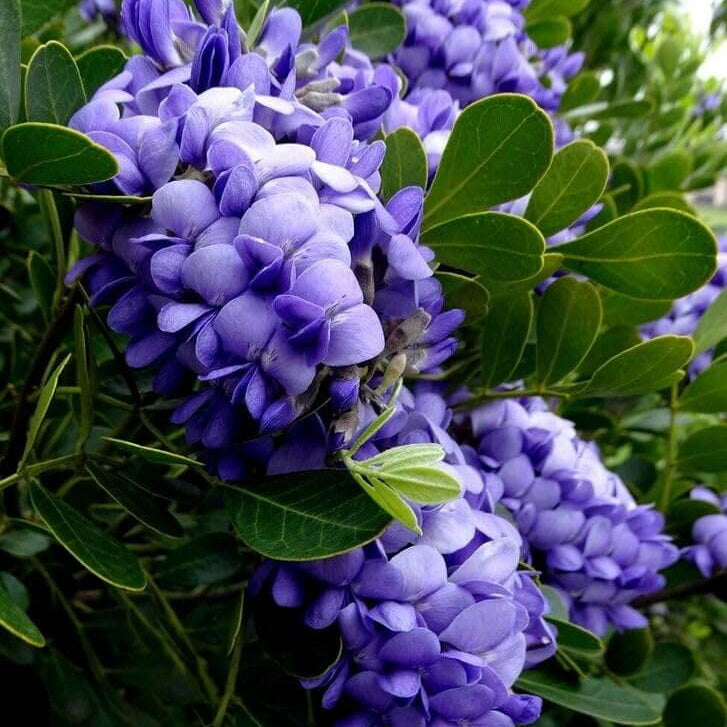 Sophora Secundiflora Seeds - Heirloom Flower Garden Seeds for Growing