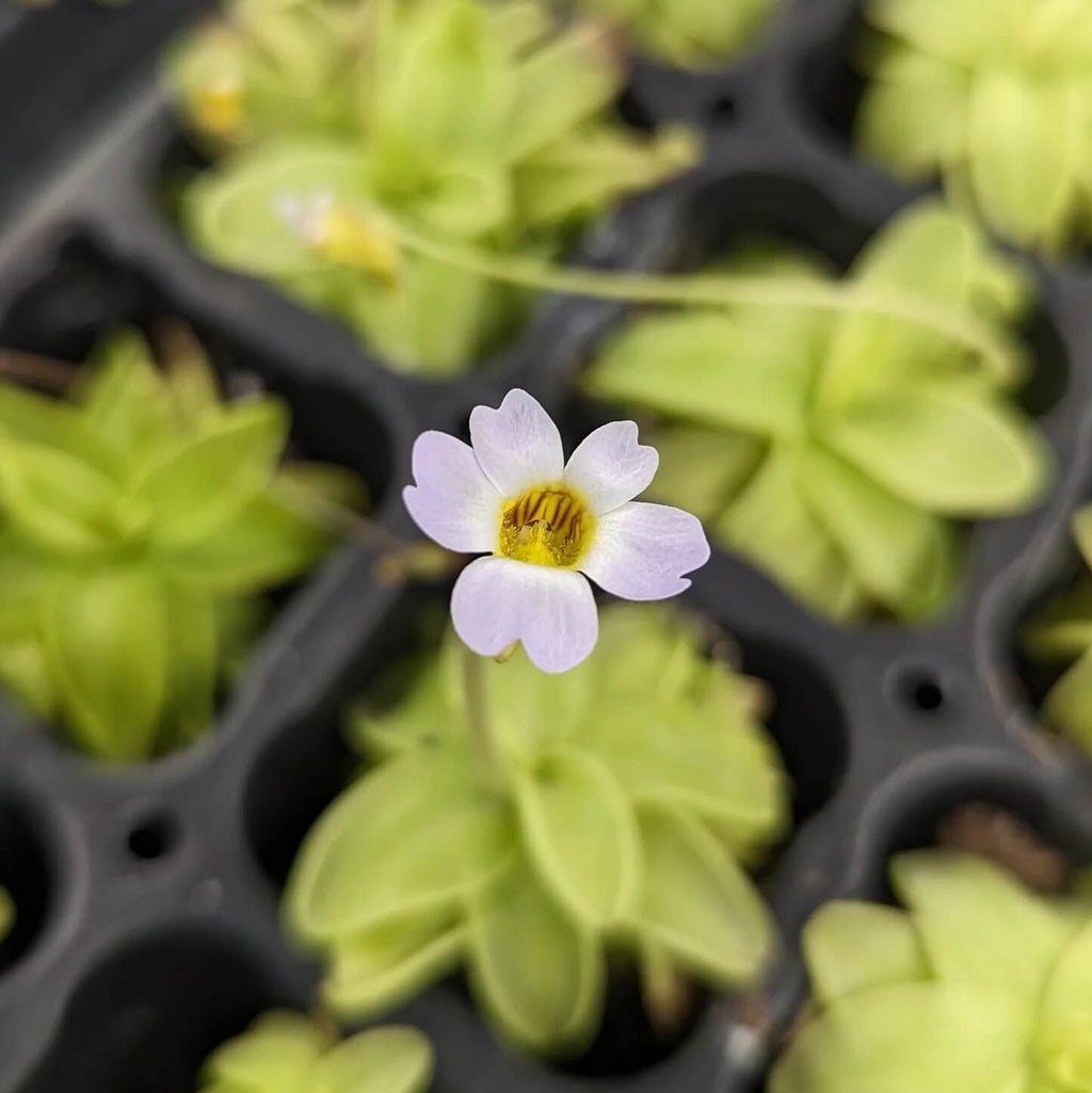 Southern Butterwort Seeds - Heirloom Flower Garden Seeds for Growing
