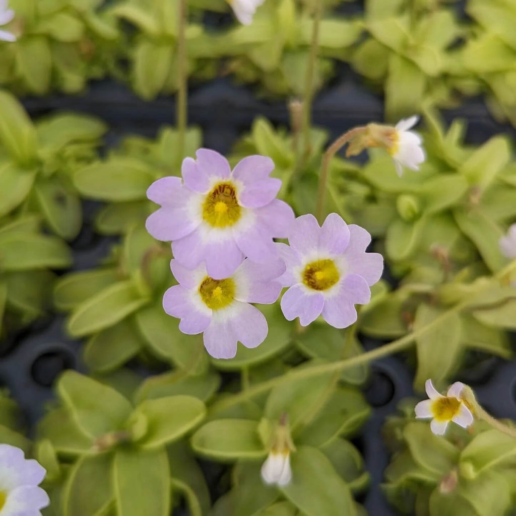 Southern Butterwort Seeds - Heirloom Flower Garden Seeds for Growing