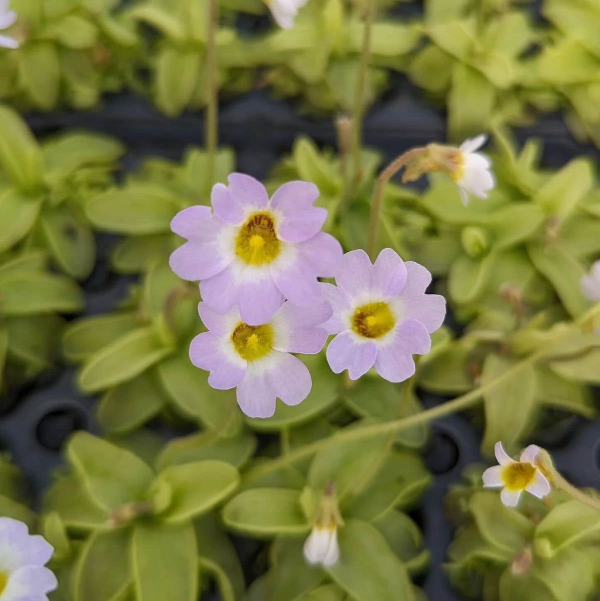 Southern Butterwort Seeds - Heirloom Flower Garden Seeds for Growing