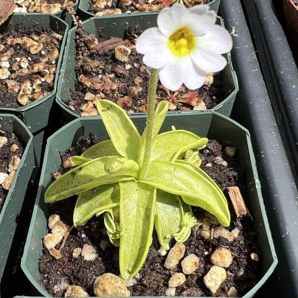 Southern Butterwort Seeds - Heirloom Flower Garden Seeds for Growing