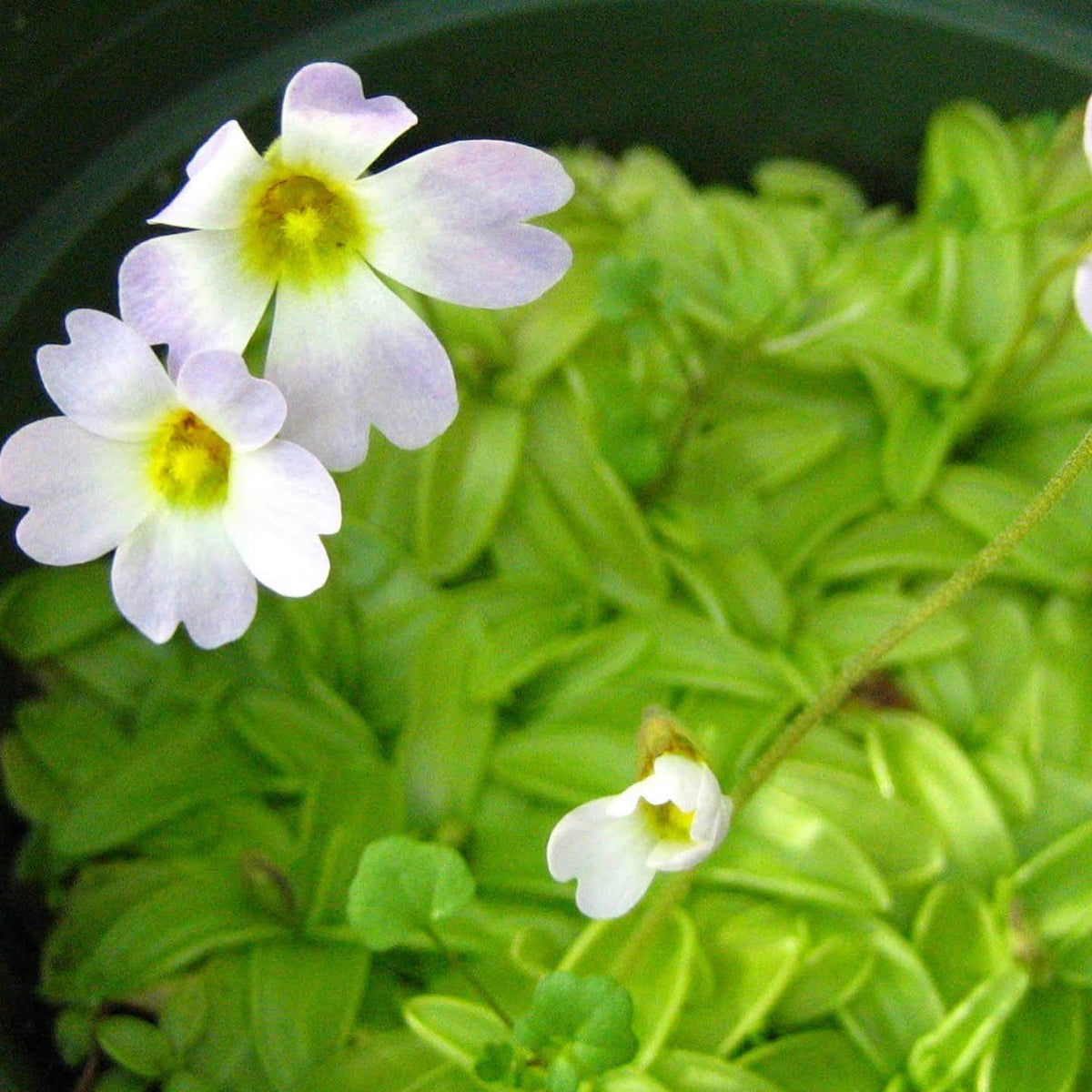 Southern Butterwort Seeds - Heirloom Flower Garden Seeds for Growing