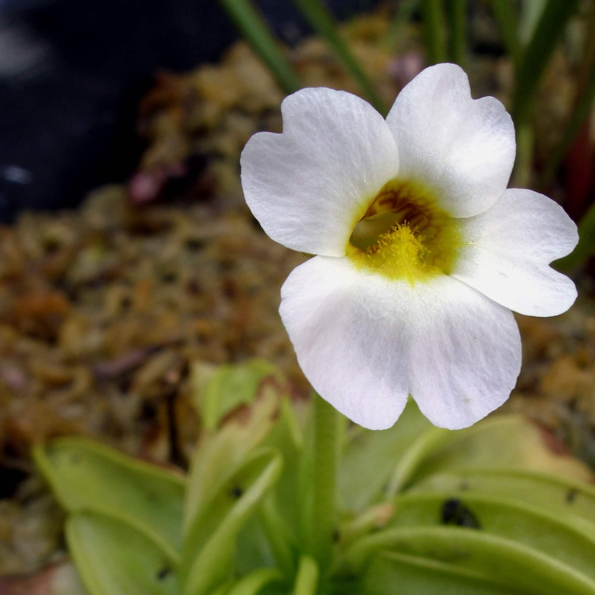 Southern Butterwort Seeds - Heirloom Flower Garden Seeds for Growing