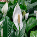 Spathiphyllum Peace Lily Seeds - Heirloom Flower Garden Seeds for Growing