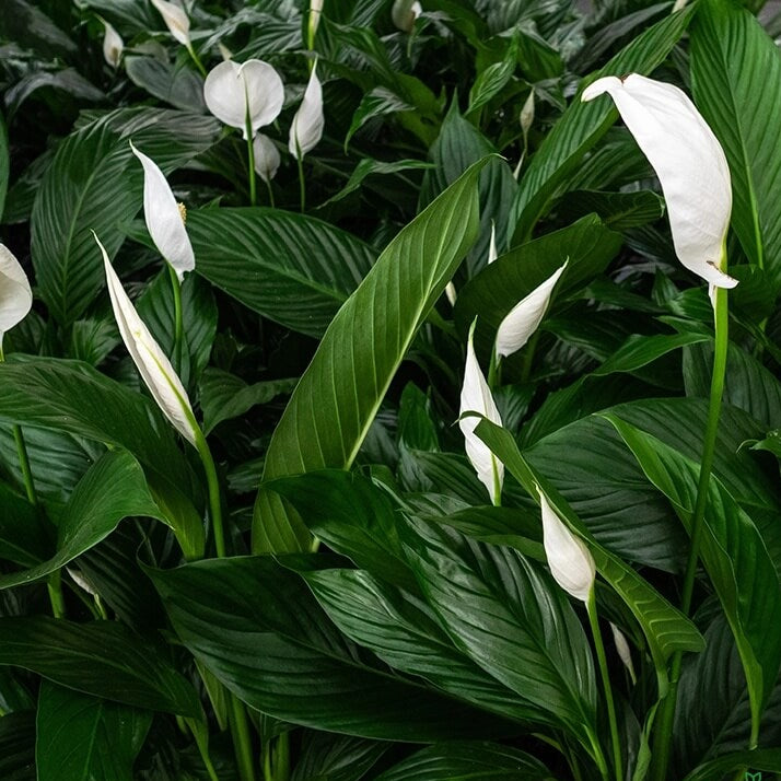 Spathiphyllum Peace Lily Seeds - Heirloom Flower Garden Seeds for Growing