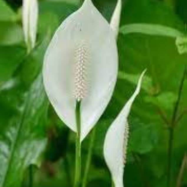 Spathiphyllum Peace Lily Seeds - Heirloom Flower Garden Seeds for Growing