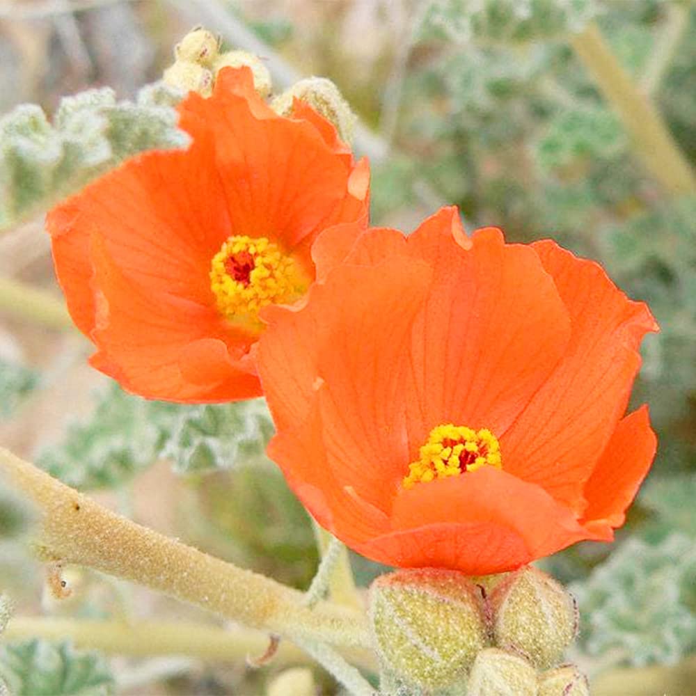 Sphaeralcea Ambigua Desert Mallow Seeds - Heirloom Flower Garden Seeds for Growing