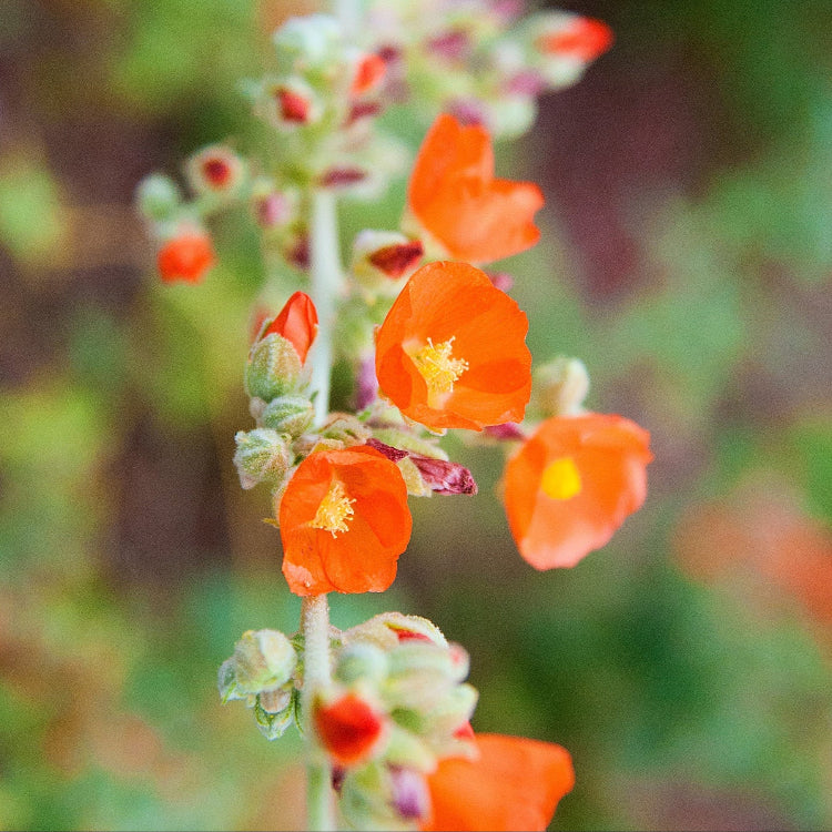 Sphaeralcea Ambigua Desert Mallow Seeds - Heirloom Flower Garden Seeds for Growing